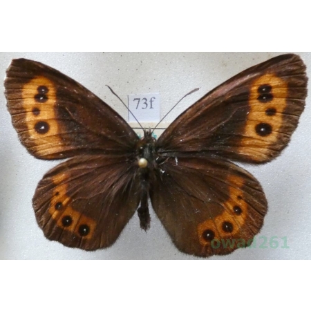 Erebia ligea (Linnaeus, 1758) male Górówka boruta Czech73f
